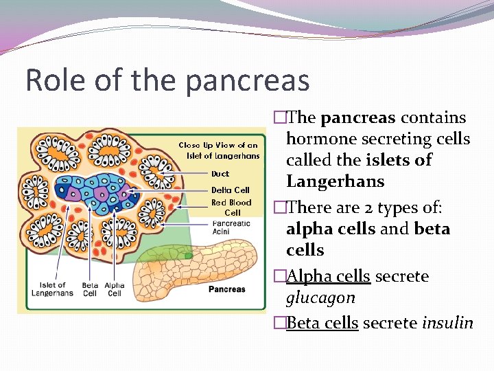 Role of the pancreas �The pancreas contains hormone secreting cells called the islets of