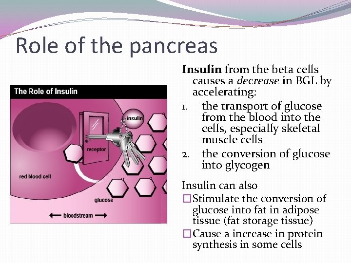 Role of the pancreas Insulin from the beta cells causes a decrease in BGL