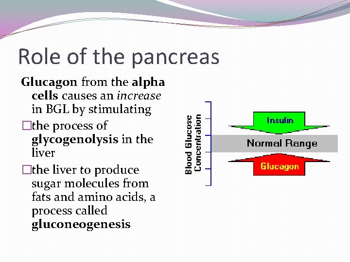Role of the pancreas Glucagon from the alpha cells causes an increase in BGL