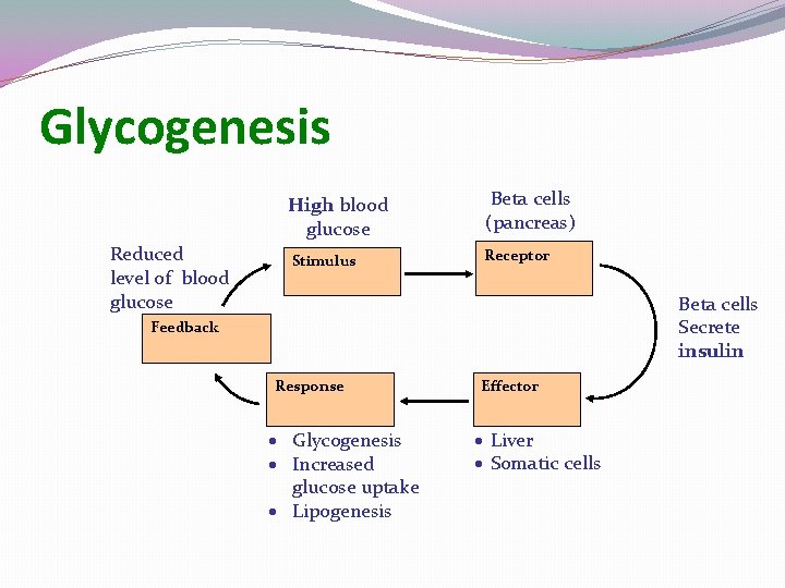 Glycogenesis Reduced level of blood glucose High blood glucose Beta cells (pancreas) Stimulus Receptor