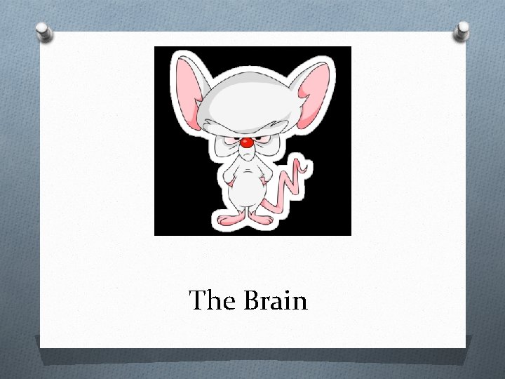 The Brain 