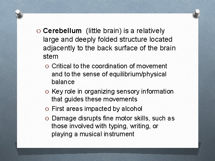 O Cerebellum (little brain) is a relatively large and deeply folded structure located adjacently