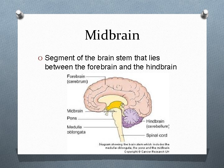 Midbrain O Segment of the brain stem that lies between the forebrain and the