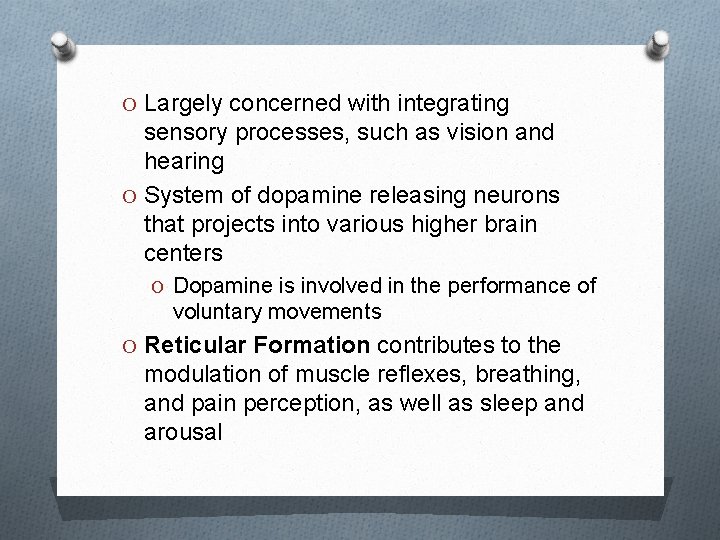 O Largely concerned with integrating sensory processes, such as vision and hearing O System