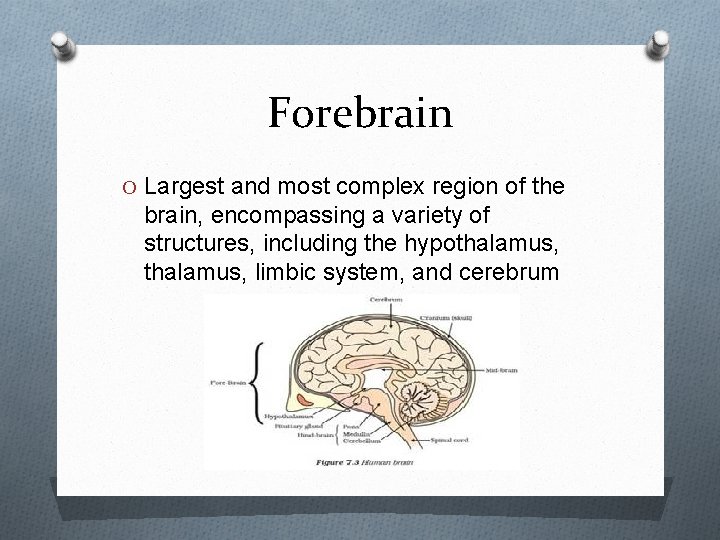 Forebrain O Largest and most complex region of the brain, encompassing a variety of