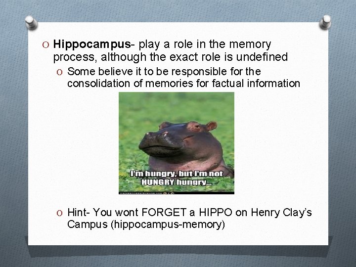 O Hippocampus- play a role in the memory process, although the exact role is