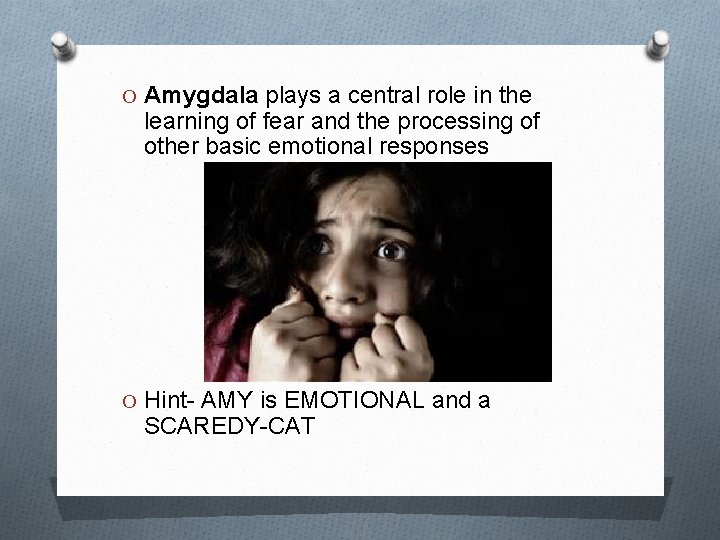 O Amygdala plays a central role in the learning of fear and the processing
