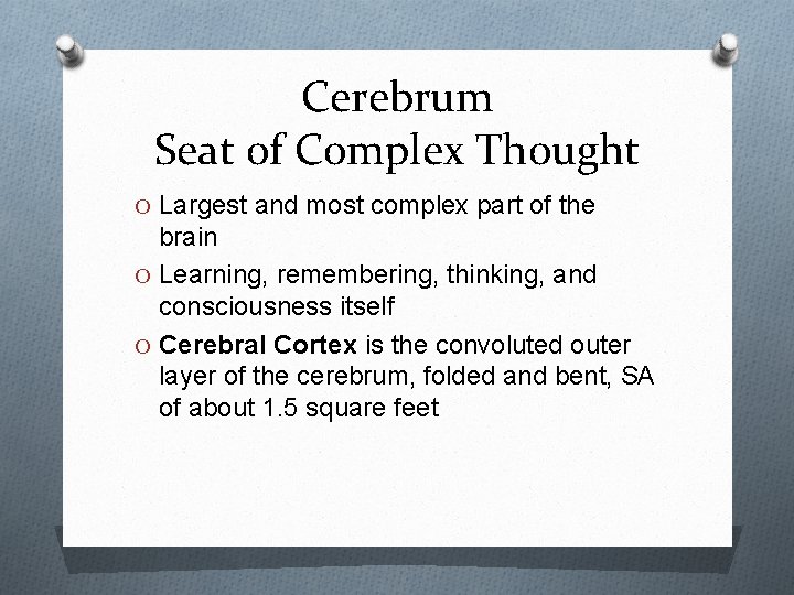 Cerebrum Seat of Complex Thought O Largest and most complex part of the brain