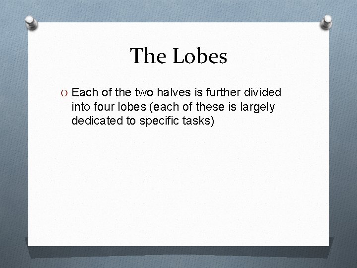 The Lobes O Each of the two halves is further divided into four lobes