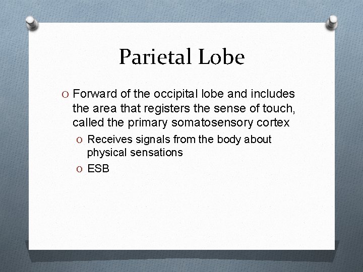 Parietal Lobe O Forward of the occipital lobe and includes the area that registers