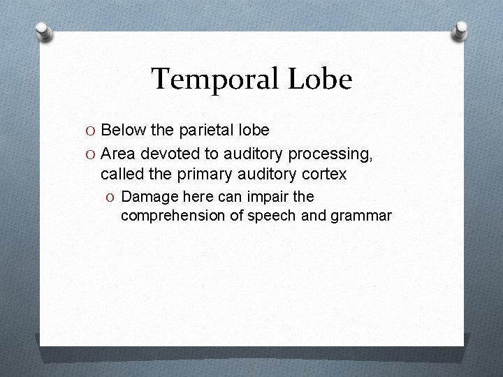 Temporal Lobe O Below the parietal lobe O Area devoted to auditory processing, called