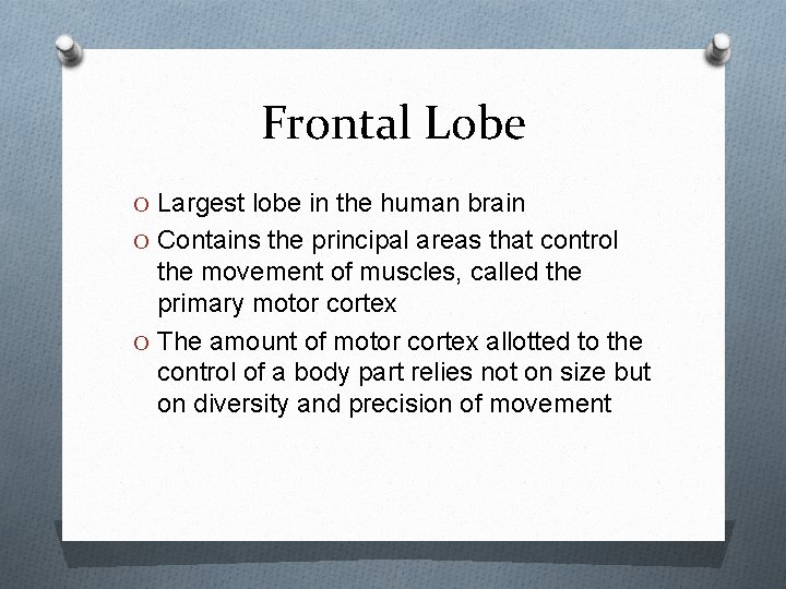 Frontal Lobe O Largest lobe in the human brain O Contains the principal areas