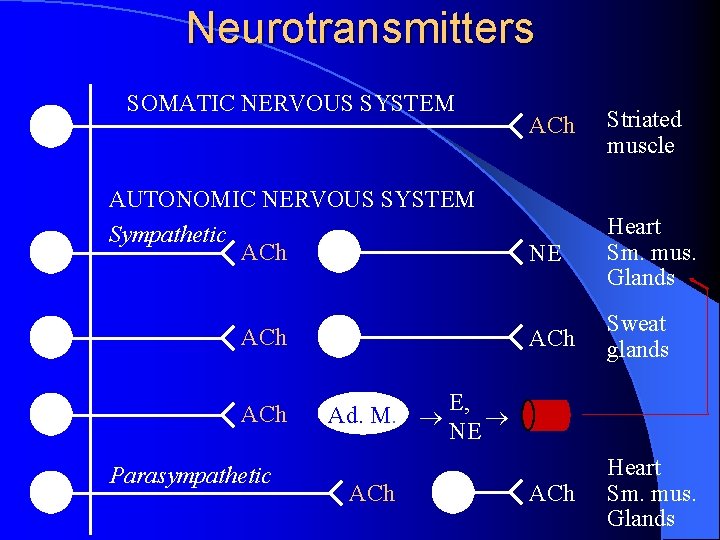 Neurotransmitters SOMATIC NERVOUS SYSTEM AUTONOMIC NERVOUS SYSTEM Sympathetic ACh ACh Parasympathetic Ad. M. ACh