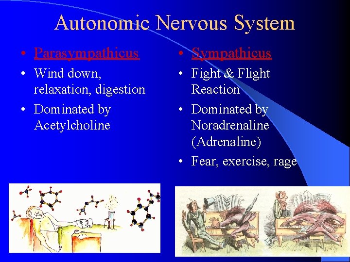 Autonomic Nervous System • Parasympathicus • Sympathicus • Wind down, relaxation, digestion • Dominated