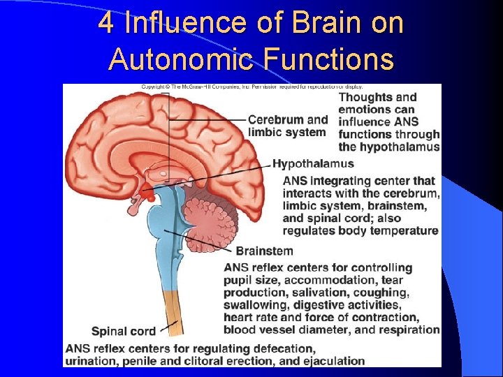 4 Influence of Brain on Autonomic Functions 