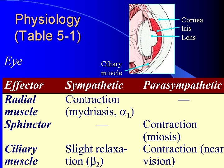 Physiology (Table 5 -1) Eye Cornea Iris Lens Ciliary muscle 