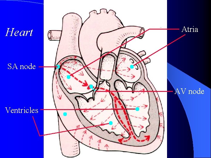 Heart Atria SA node AV node Ventricles 