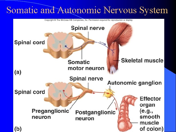Somatic and Autonomic Nervous System 