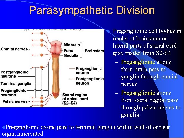 Parasympathetic Division l l. Preganglionic cell bodies in nuclei of brainstem or lateral parts