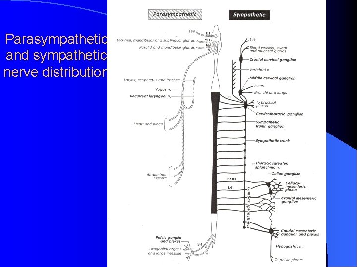 Parasympathetic and sympathetic nerve distribution 