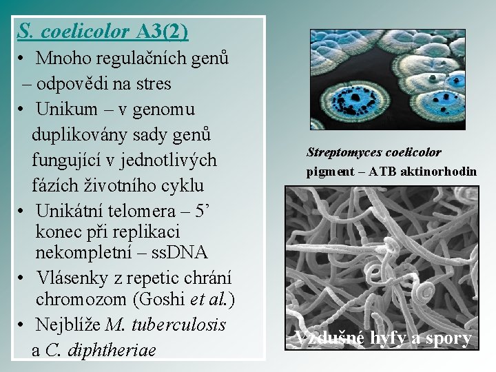 S. coelicolor A 3(2) • Mnoho regulačních genů – odpovědi na stres • Unikum