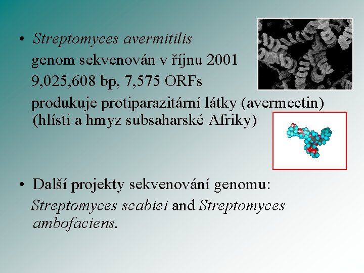 • Streptomyces avermitilis genom sekvenován v říjnu 2001 9, 025, 608 bp, 7,