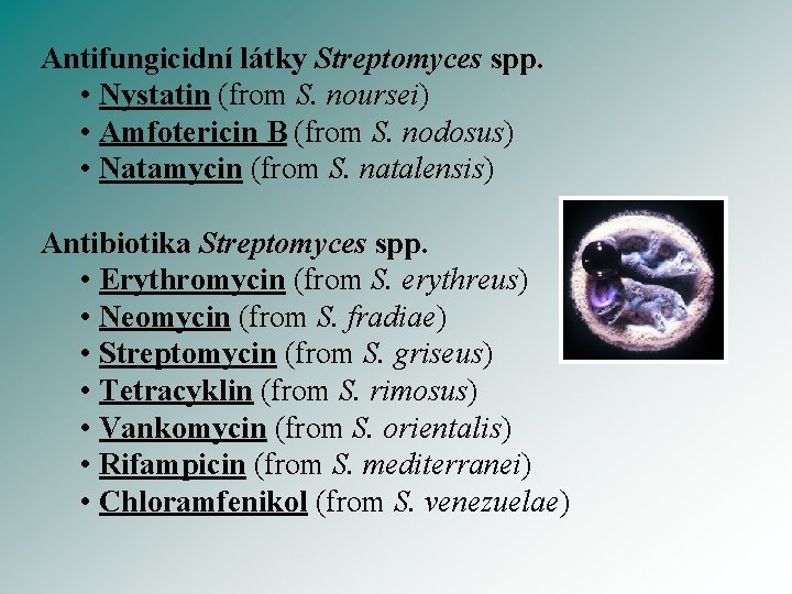 Antifungicidní látky Streptomyces spp. • Nystatin (from S. noursei) • Amfotericin B (from S.