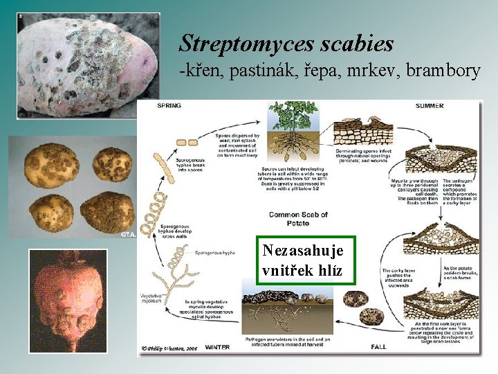 Streptomyces scabies -křen, pastinák, řepa, mrkev, brambory Nezasahuje vnitřek hlíz 