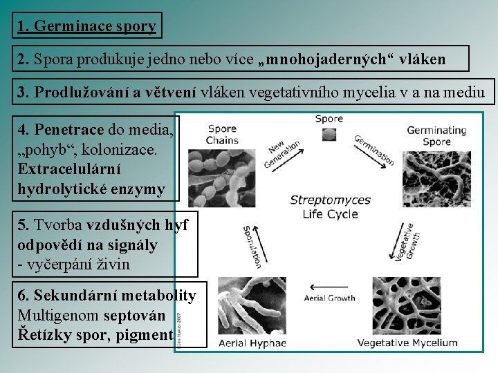 1. Germinace spory 2. Spora produkuje jedno nebo více „mnohojaderných“ vláken 3. Prodlužování a