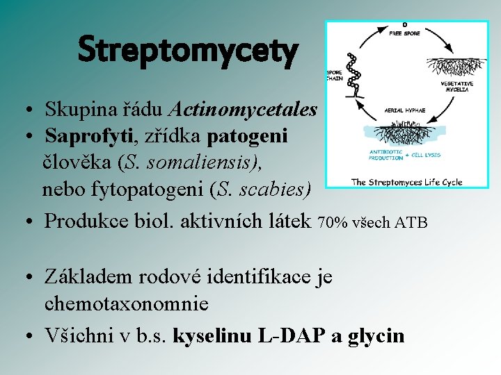 Streptomycety • Skupina řádu Actinomycetales • Saprofyti, zřídka patogeni člověka (S. somaliensis), nebo fytopatogeni