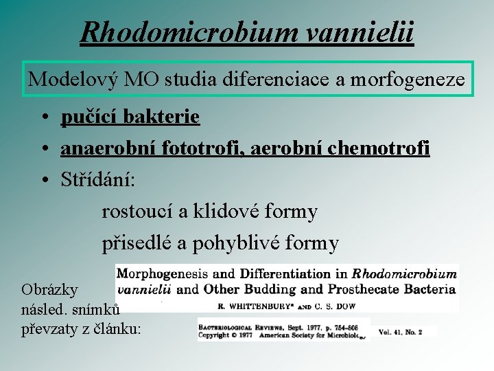 Rhodomicrobium vannielii Modelový MO studia diferenciace a morfogeneze • pučící bakterie • anaerobní fototrofi,