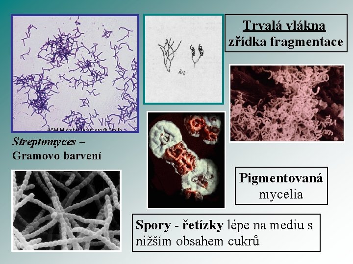 Trvalá vlákna zřídka fragmentace Streptomyces – Gramovo barvení Pigmentovaná mycelia Spory - řetízky lépe