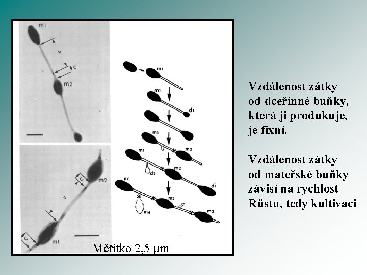 Vzdálenost zátky od dceřinné buňky, která ji produkuje, je fixní. Vzdálenost zátky od mateřské