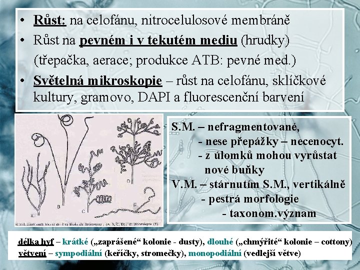  • Růst: na celofánu, nitrocelulosové membráně • Růst na pevném i v tekutém