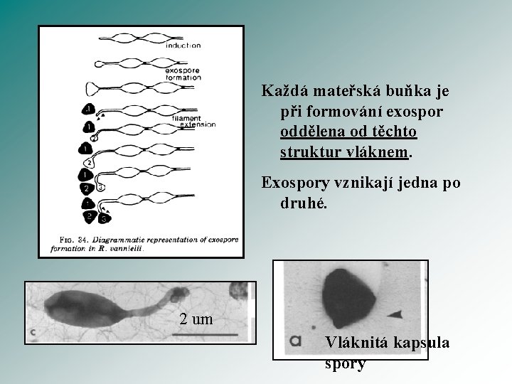 Každá mateřská buňka je při formování exospor oddělena od těchto struktur vláknem. Exospory vznikají