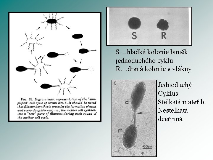 S…hladká kolonie buněk jednoduchého cyklu. R…drsná kolonie s vlákny Jednoduchý Cyklus: Stélkatá mateř. b.