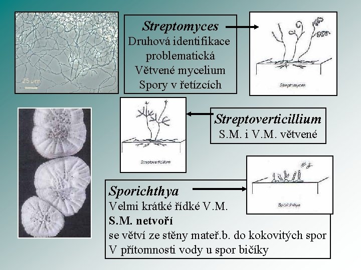 Streptomyces Druhová identifikace problematická Větvené mycelium Spory v řetízcích Streptoverticillium S. M. i V.