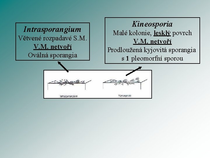 Intrasporangium Větvené rozpadavé S. M. V. M. netvoří Oválná sporangia Kineosporia Malé kolonie, lesklý