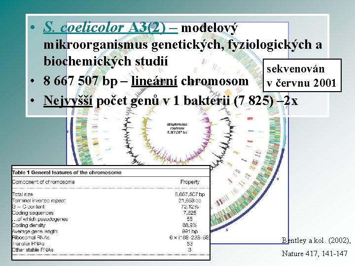  • S. coelicolor A 3(2) – modelový mikroorganismus genetických, fyziologických a biochemických studií