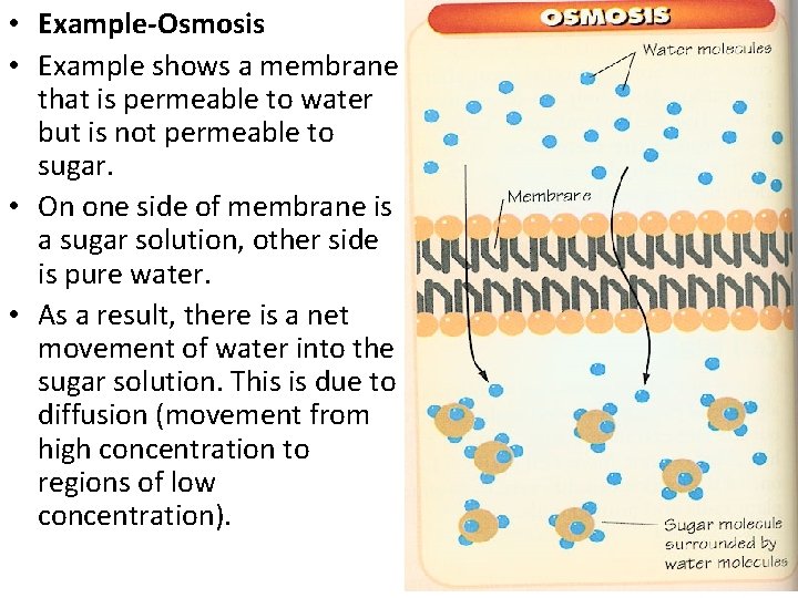  • Example-Osmosis • Example shows a membrane that is permeable to water but