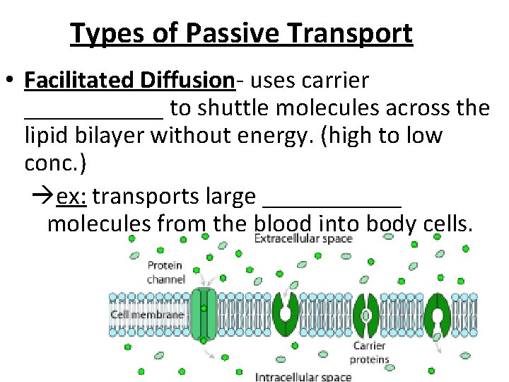 Types of Passive Transport • Facilitated Diffusion- uses carrier ______ to shuttle molecules across