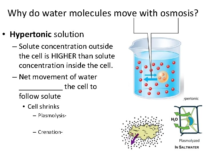 Why do water molecules move with osmosis? • Hypertonic solution – Solute concentration outside