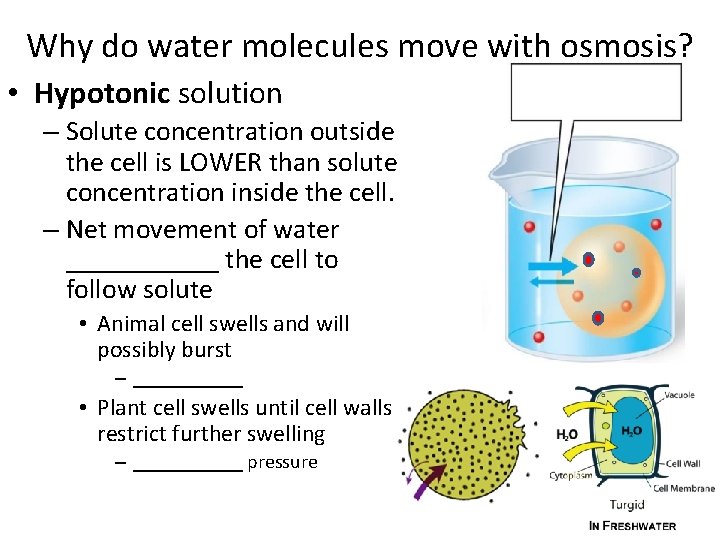 Why do water molecules move with osmosis? • Hypotonic solution – Solute concentration outside