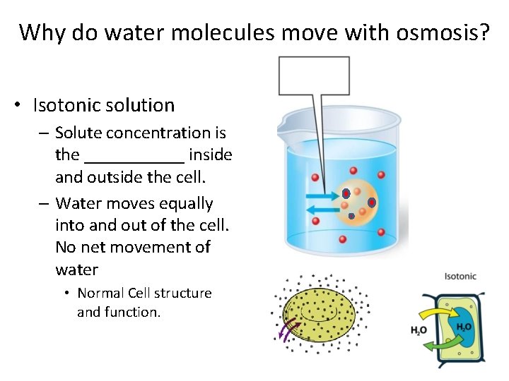 Why do water molecules move with osmosis? • Isotonic solution – Solute concentration is