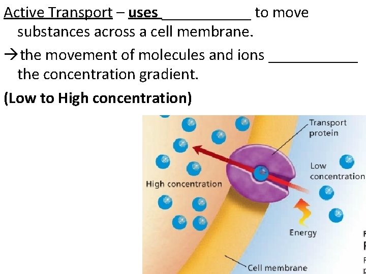 Active Transport – uses ______ to move substances across a cell membrane. the movement