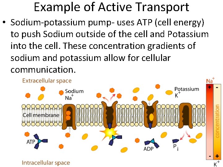Example of Active Transport • Sodium-potassium pump- uses ATP (cell energy) to push Sodium