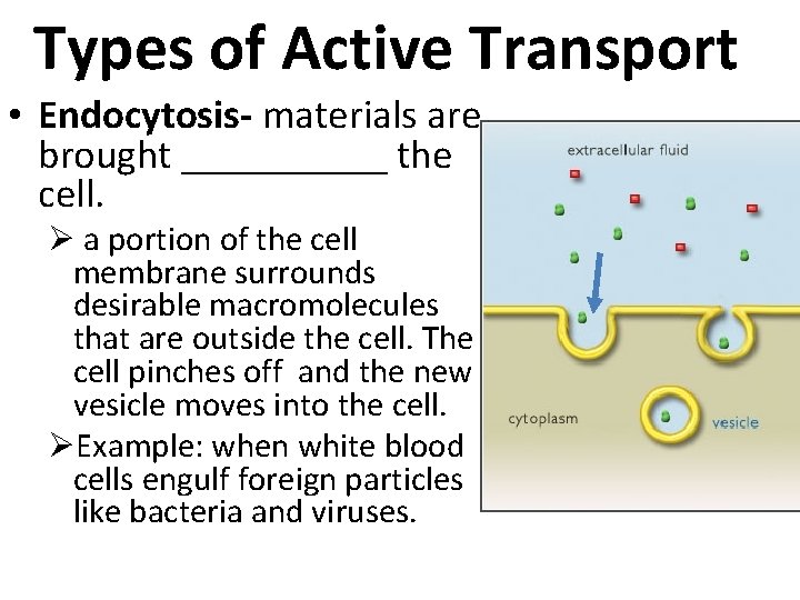 Types of Active Transport • Endocytosis- materials are brought ______ the cell. Ø a