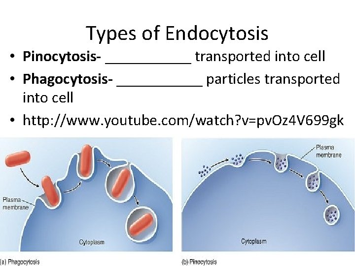 Types of Endocytosis • Pinocytosis- ______ transported into cell • Phagocytosis- ______ particles transported