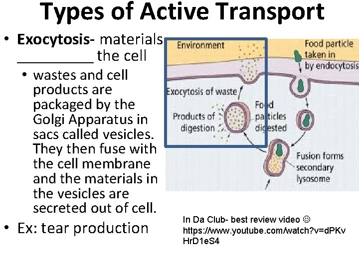 Types of Active Transport • Exocytosis- materials ______ the cell • wastes and cell