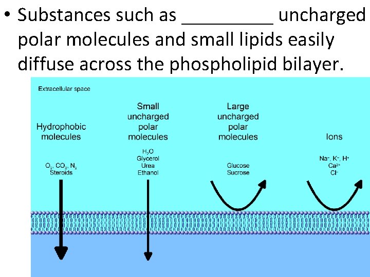  • Substances such as _____ uncharged polar molecules and small lipids easily diffuse